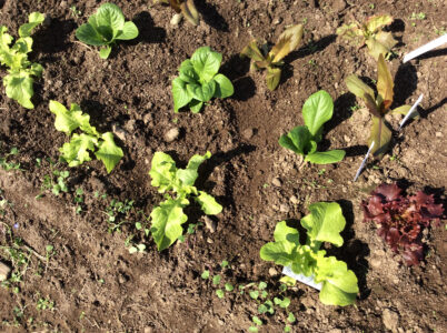 lettuce start growing in dirt